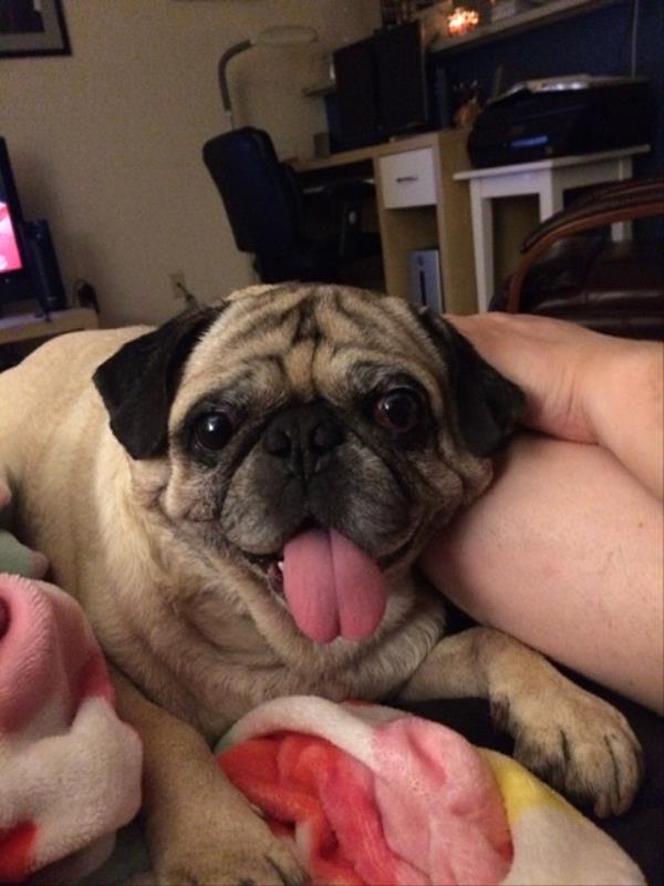 /images/uploads/pug nation rescue of los angeles/pugnation2020/entries/11313thumb.jpg